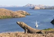 komodo-flores-vacation2